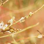 Keulenlilie / Cordyline australis