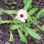  Mittagsblume ( Dorotheanthus bellidiformis)