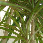Drachenbaum/ Dracaena marginata „Bicolor“