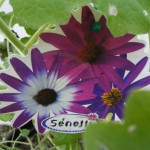 Senetti / Aschenblume überwintert