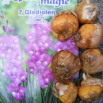Gladiolen Zwiebeln gepflanzt