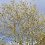 Sal-Weide (Salix caprea) Blüte
