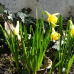Zwergnarzissen (Narcissus requienii) blühen