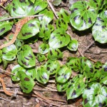 Gefleckter Aronstab (Arum maculatum var. maculatum/ var. immaculatum)