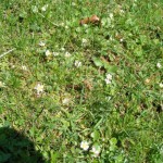 Wald-Erdbeere  (Fragaria vesca) Blüte