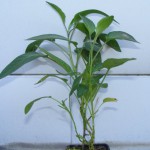 Melonenbirne (Solanum muricatum) 