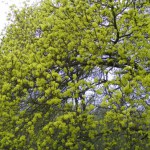  Spitzahorn (Acer platanoides)Blüte/junge Blätter & Pflanzen