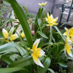 Wildtulpen (Tulpia tarda, syn. dasystemon) blühen