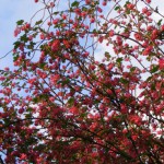 Blut-Johannisbeere (Ribes sanguineum) Blüte