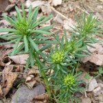 Zypressen-Wolfsmilch (Euphorbia cyparissias) 