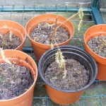 Gelbe Seidenakazie (Albizia lophantha/Paraserianthes lophantha) hat Winter nicht überlebt