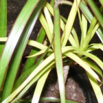 Dracaena marginata Mutation/Varietät hellgrün