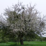 Äpfel (Malus) Blüte