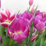 Nochmal Tulpen im Topf :-)