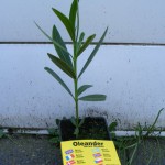 Nerium Oleander und panaschierter Oleander :-)