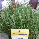 Rosmarin (Rosmarinus officinalis) & die Beflanzung meiner „Kräuterschale“