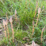 Acker-Schachtelhalm (Equisetum arvense) Sporenähre & junge Pflanze