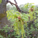 Stieleiche (Quercus robur) Blüte & junger Baum