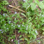 Vergissmeinnicht (Myosotis) & Feldsalat (Valerianella locusta) wild wachsend