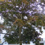 Blut-Ahorn (Acer platanoides) Blätter & Früchte