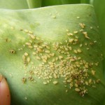 Pflanzenläuse/Blattläuse (Hemiptera)