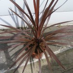 Cordyline australis „Red Star“
