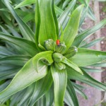 Lilienhähnchen (Lilioceris lilii) Schadbild/Bekämpfung/Vorbeugung