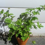 Duftpelargonie/Duftgeranie (Pelargonium graveolens)