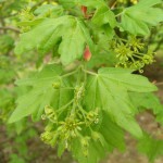 Feldahorn (Acer campestre)Blüte/Blätter/Früchte