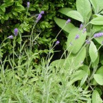 Echter Lavendel (Lavandula angustifolia) Blütenbilder