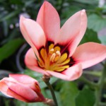 Zigeunerblume (Sparaxis tricolor) Blüte