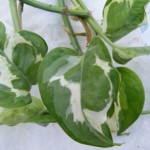 Efeutute (Epipremnum pinnatum) „N’Joy“