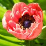 Kronen-Anemone (Anemone coronaria) Blüte