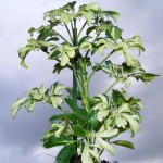Strahlenaralie (Schefflera arboricola) „Janine“