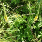 Gemeiner Odermennig (Agrimonia eupatoria)
