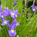 Schwertlilien / Iris Hollandica blau blühen