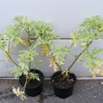 Duftpelargonie/Duftgeranie (P. graveolens) mit weiss-grünen Blättern
