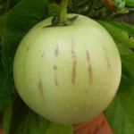 Melonenbirne/Pepino Frucht bekommt lila Streifen