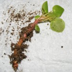Ufopflanze (Pilea peperomioides) Ableger