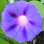 Purpur-Prunkwinde (Ipomoea purpurea) blaue Blüte