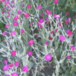 Kronenlichtnelke/Vexiernelke (Lychnis coronaria) Blüten & Samen
