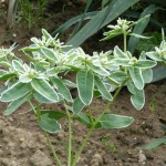 Weißrand-Wolfsmilch (Euphorbia marginata)