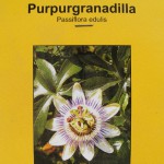 Passionsblume (Passiflora) Anzucht aus Samen