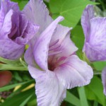 Wundervolle zart lila Gladiolen-Blüten