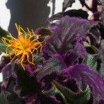 Samtpflanze/Samtnessel (Gynura scandens) blüht