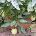 Melonenbirne Pepino, Vermehrung über Stecklinge