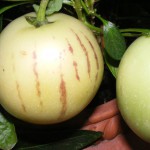 Melonenbirne/Pepino zu früh geerntet :-(