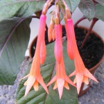 Fuchsien (Fuchsia) Blütenbilder