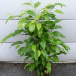 Ficus benjamina hellgrün „Exotica“