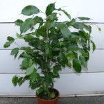 Ficus benjamina, endlich wieder ein grüner „Ur-Ficus“!